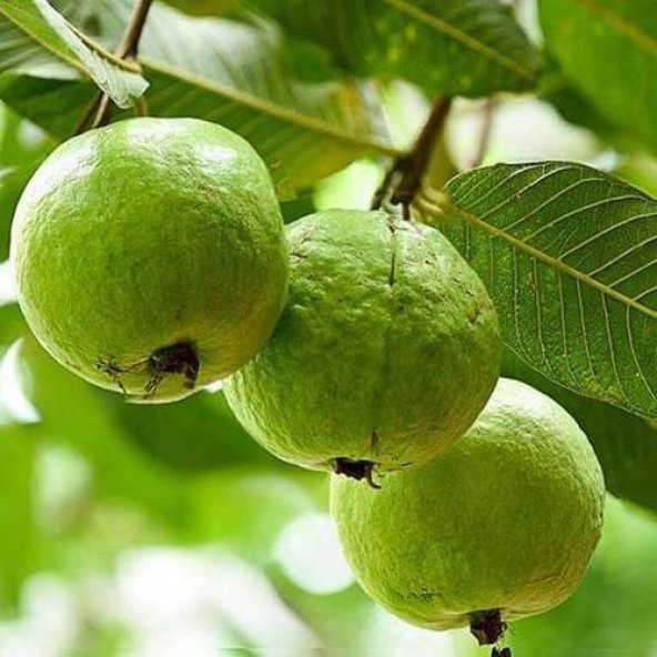 TÜPLÜ GUAVA FİDANI YAŞ 2 BOY 100-130 CM ürün görseli 1