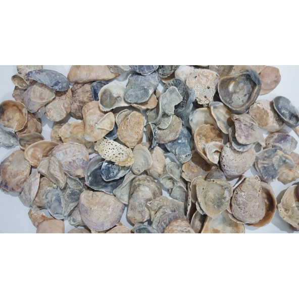 Yamuk Deniz Kabuğu 250 gr ürün görseli 1