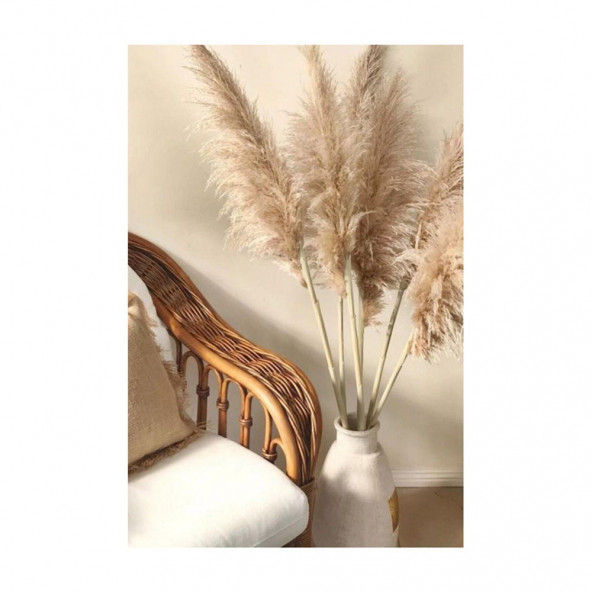 PAMPAS 10 Adet - Resim 2