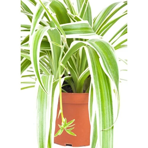 Alacalı Kurdele Çiçeği Fidanı 10-20 cm ürün görseli 1