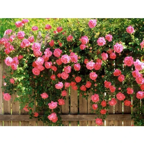 Sarmaşık Gül Fidanı Pembe Gül 10-20 cm ürün görseli 1