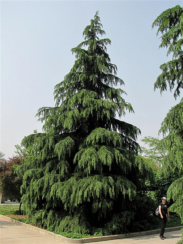 tüplü Himalaya  sediri  110-140 CM ürün görseli 1