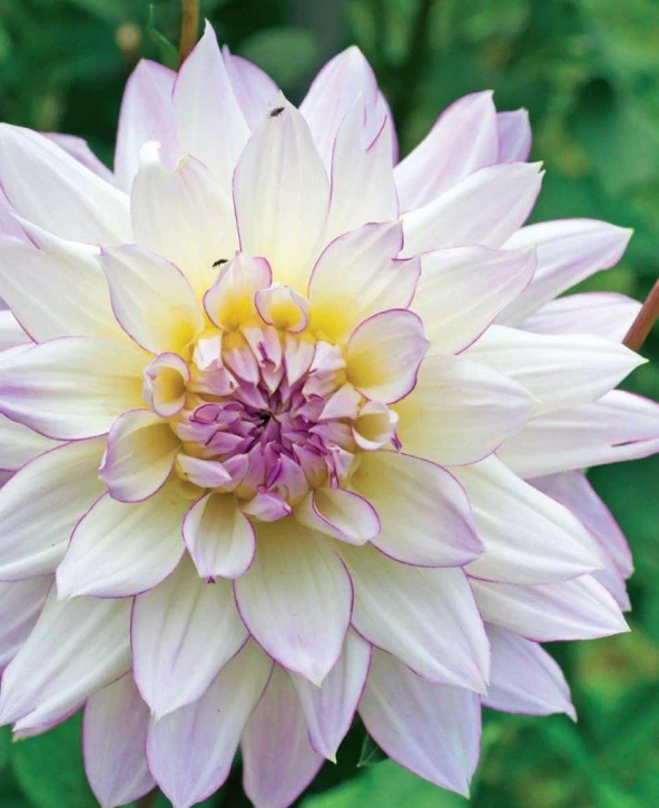 Dahlia Veribalis-Figaro (Yıldız çiçeği) F1 10 ad tohum ürün görseli 1