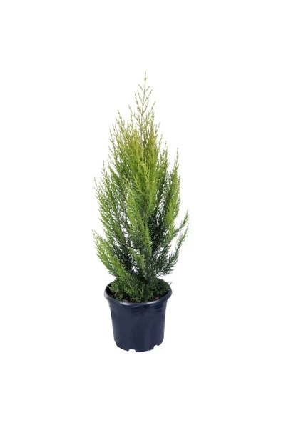 Limon Çamı Limoni Servi Fidanı 20-40 Cm ürün görseli 1