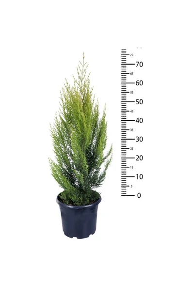 Limon Çamı Limoni Servi Fidanı 20-40 Cm - Resim 3