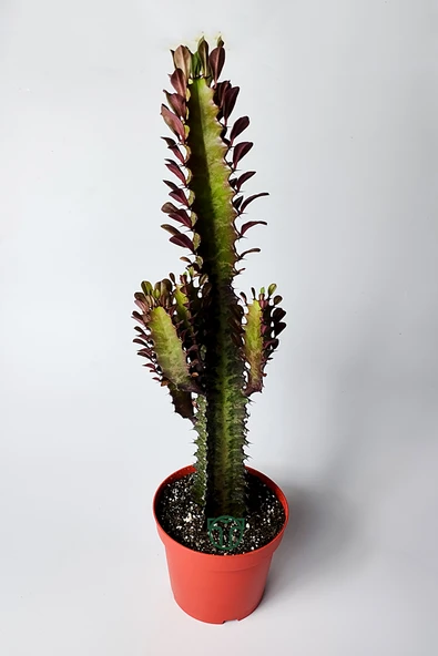 Afrika Süt Ağacı (Eforbia Trigona) - 30 cm Büyük Boy - 12 cm Saks ürün görseli 1