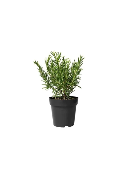 Biberiye Fide Fidanı 20-30 Cm 5 Adet Rosmarinus Officinalis ürün görseli 1