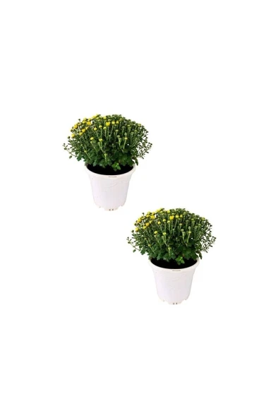 Kasımpatı (Chrysanthemum) 2’li Set 10-20 cm Sarı ürün görseli 1