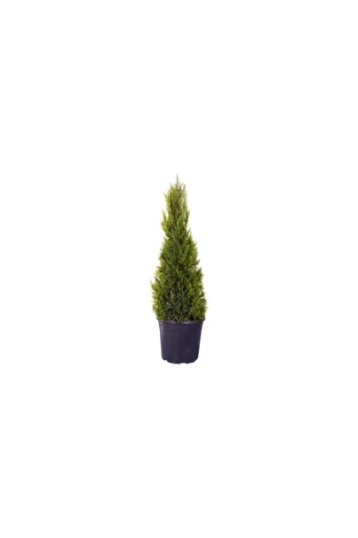 Limon Çamı Fidanı Dış Mekan Bitkisi 30-60 cm ürün görseli 1