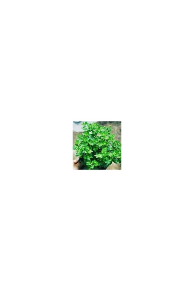 Kasımpatı (Chrysanthemum) 2’li Set 10-20 cm Sarı - Resim 3