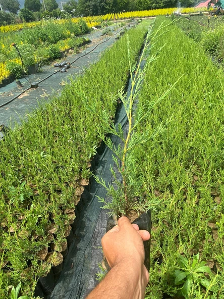 Leylandi Çit Bitkisi(15-25 cm) 10 adet tüplü Dış Mekan Bitkisi Leylandi Çamı ürün görseli 1