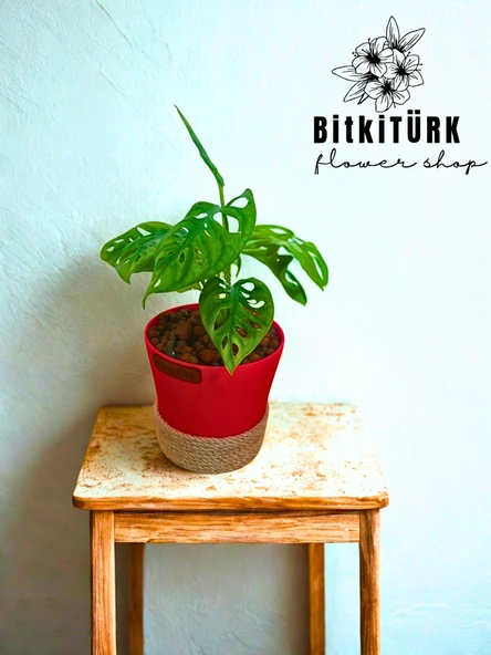 monstera pflanze blatt Monstera Full Mint deliciosa borsigiana Variegata 