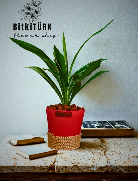 BitkiTÜRK Topraksız YUKKA kil bilyeli - Resim 2