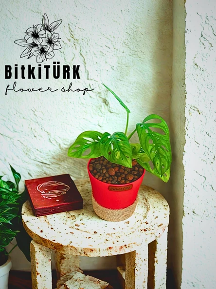 PTTAVM: BitkiTRK Topraksz monstera monkey bakm kil bilyesi