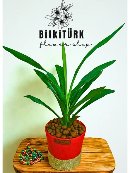 BitkiTÜRK Topraksız YUKKA kil bilyeli ürün görseli 1