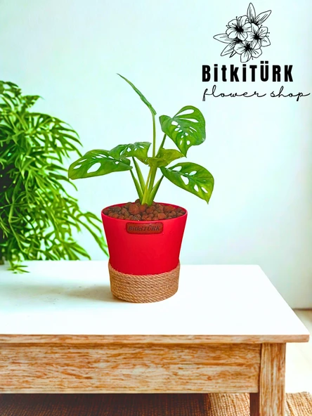 BitkiTÜRK Topraksız monstera monkey bakımı kil bilyesi ürün görseli 1
