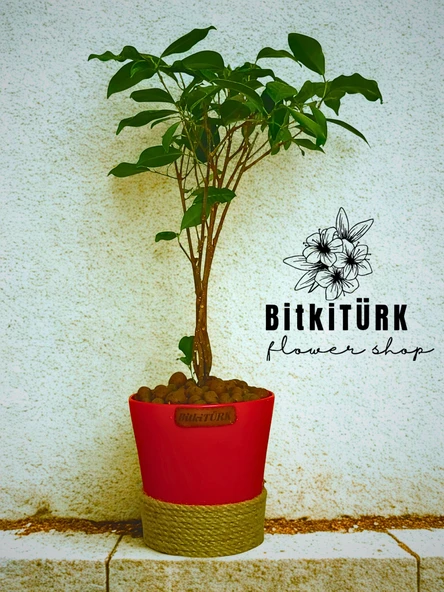 BitkiTÜRK ficus bonsai topraksız bakım kil bilye ürün görseli 1