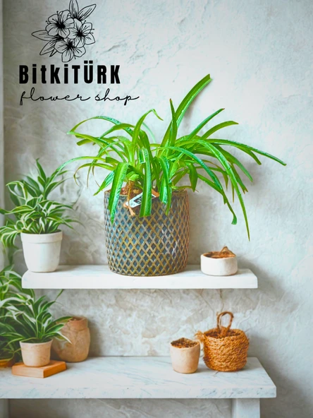 BitkiTÜRK Beton saksıda kurdele çiçeği ürün görseli 1