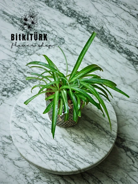 BitkiTÜRK Beton saksıda kurdele çiçeği - Resim 2