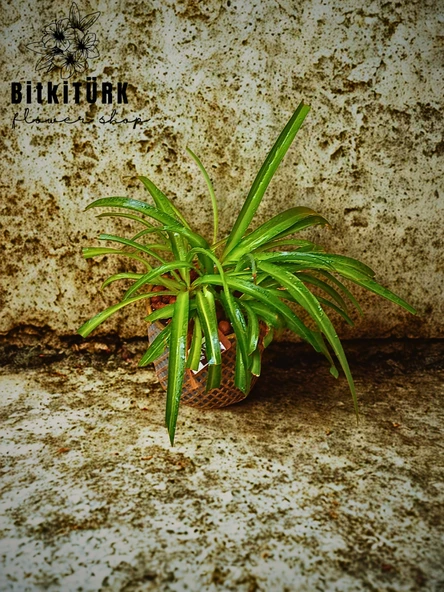 BitkiTÜRK Beton saksıda kurdele çiçeği - Resim 4