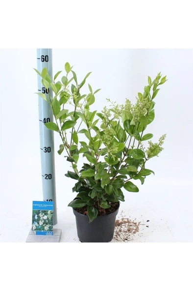 Ligustrum Fidanı Japonicum Texanum 10-20 cm ürün görseli 1