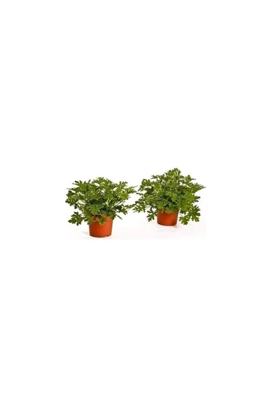 Saksılı Itır Çiçeği Mis Kokulu Gül Damlası Çiçeği 2 Adet 10-20 cm ürün görseli 1
