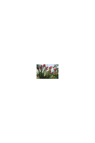 Oya Ağacı Fidanı 30-60 cm - Resim 3