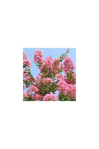 Oya Ağacı Fidanı 30-60 cm ürün görseli 1