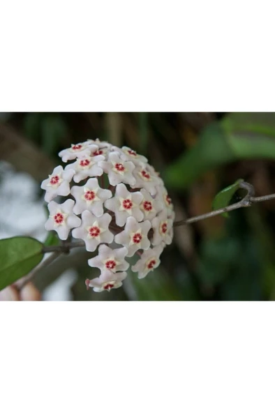 Beyaz Mum Çiçeği Hoya Fidanı 10-20 cm ürün görseli 1