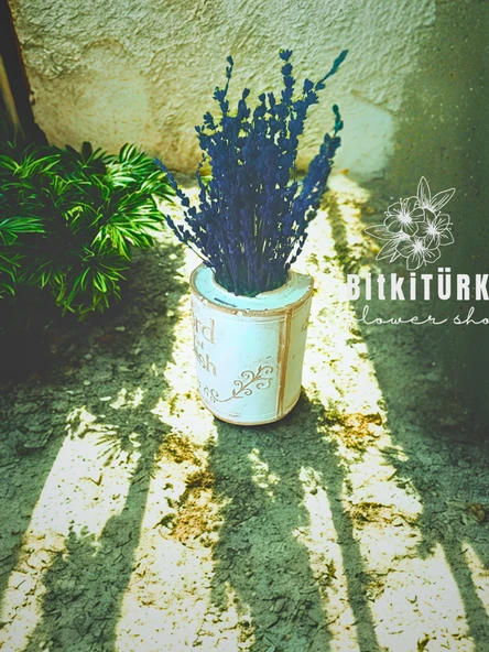 BitkiTÜRK- Kitap beton saksıda lavanta - Resim 3