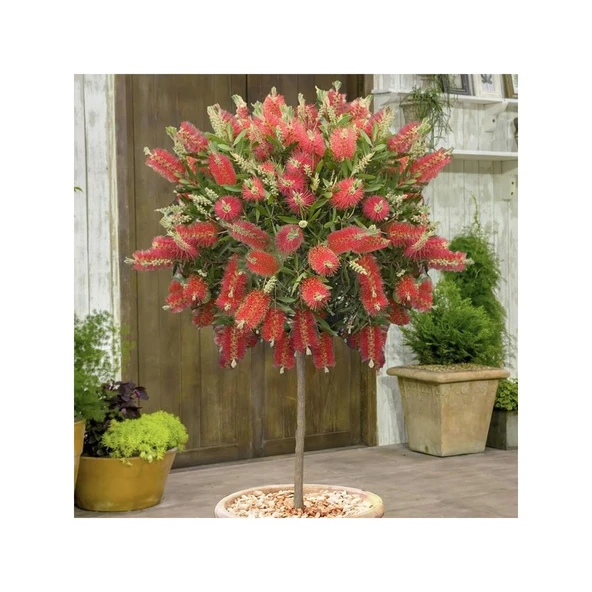 Tüplü Fırça Çalısı Fidanı 30-60 cm ürün görseli 1