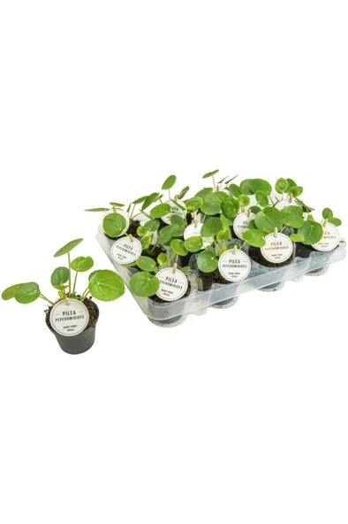 Salon Bitkileri Pilea Peperomioides Çin Para Bitkisi Iç Mekan Bitkileri ürün görseli 1