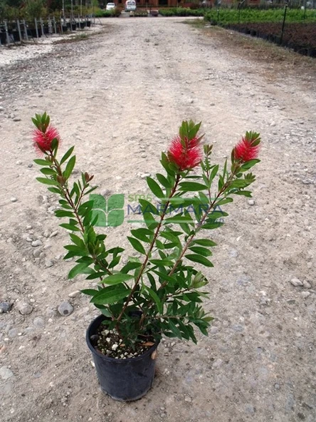 Fırça Çalısı Fidanı 30-60 cm - Resim 3