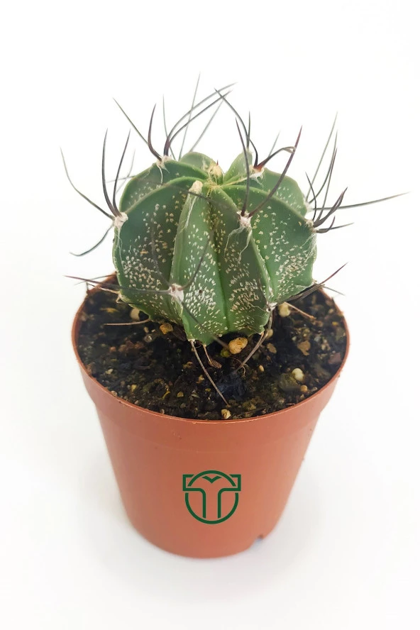 Kaktüs Özel Tür - Astrophytum Capricorne ürün görseli 1