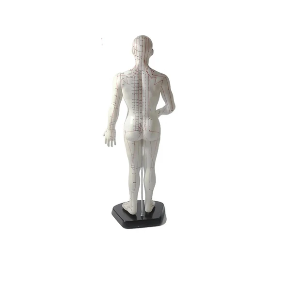 Erkek Akupunktur Maketi 50 cm - Resim 2