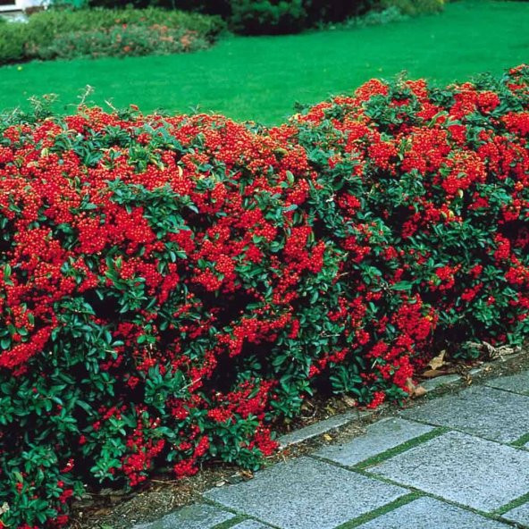 4 ADET Saksıda Ateş Dikeni (pyracantha) Fidanı (80-110 Cm) JMPUWX38 ürün görseli 1