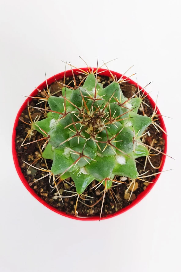 Mammillaria Magnimamma Nadir Kaktüs Özel Tür Nadide Kaktus Tekli Kaktüs 8.5 cm Saksıda ürün görseli 1
