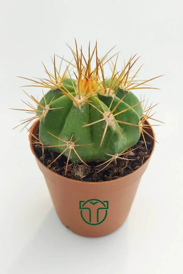 Melokaktus Matanzanus Kaktüs Özel Tür 5.5 cm Saksida ürün görseli 1
