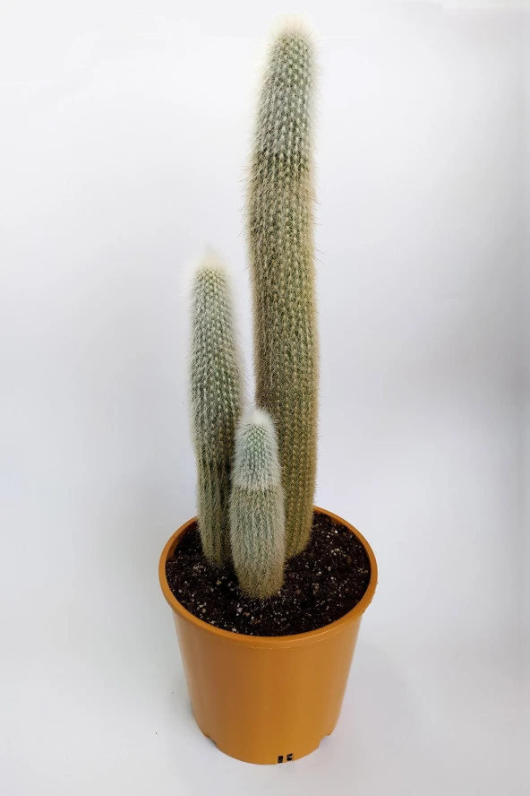 Micranthocereus Albicephalus 20 cm Saksıda Nadide Tür Tekli Özel Kaktüs ürün görseli 1