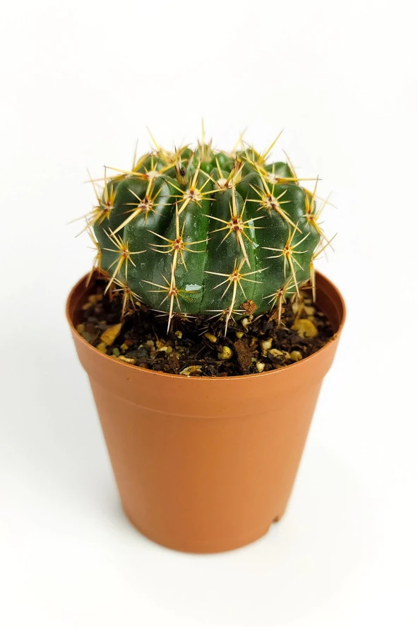 Notocactus Summammulasus Nadide Özel Tür Kaktüs Nadir Kaktüs 5.5 cm Saksıda ürün görseli 1
