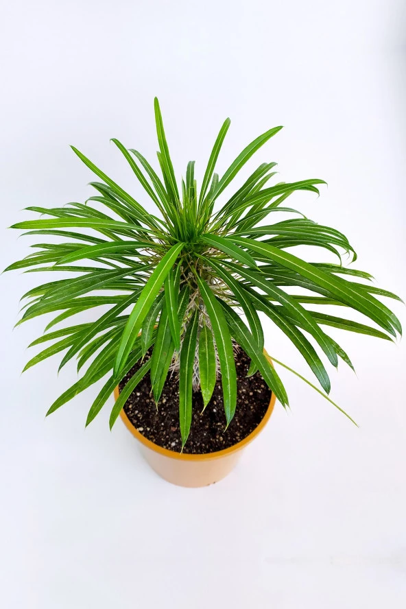 Pachypodium Lamerei Madagaskar Palmiyesi Nadide Tür Tekli Özel  Kaktüs 20cm Saksıda ürün görseli 1