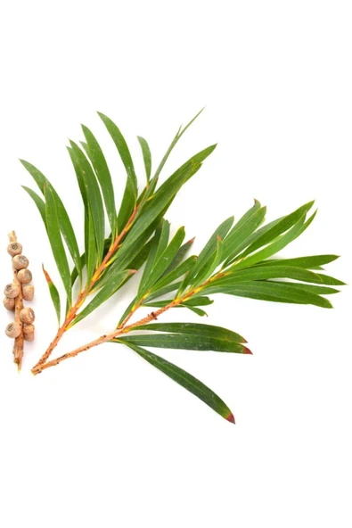 Balen Çay Ağacı Yağı 4 x 20 ML - Resim 3