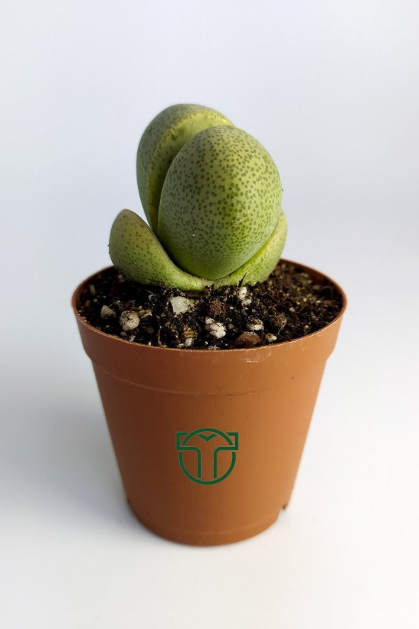 Pleiospilos Nelii Özel Tür Kaktus Çiçek Açan Kaktüs 5.5 cm Saksıda ürün görseli 1