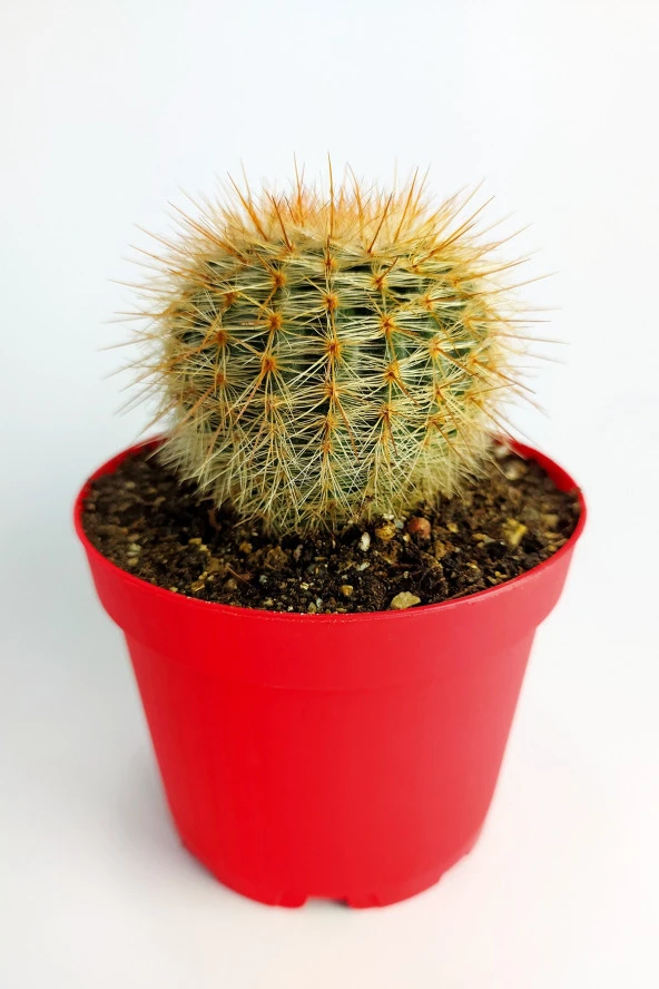 Parodia Formasa Nadir Kaktüs Özel Tür Nadide Kaktus Tekli Kaktüs 8.5 cm Saksıda ürün görseli 1