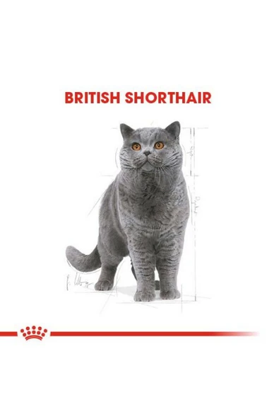 Royal Canin British Shorthair Yetişkin Kedi Maması 10 kg ürün görseli 1