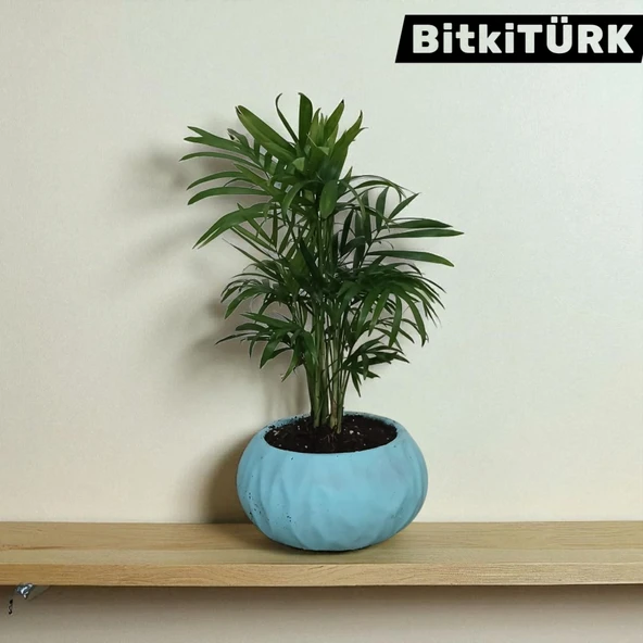 BitkiTÜRK-Beton Saksıda AREKA - Resim 4
