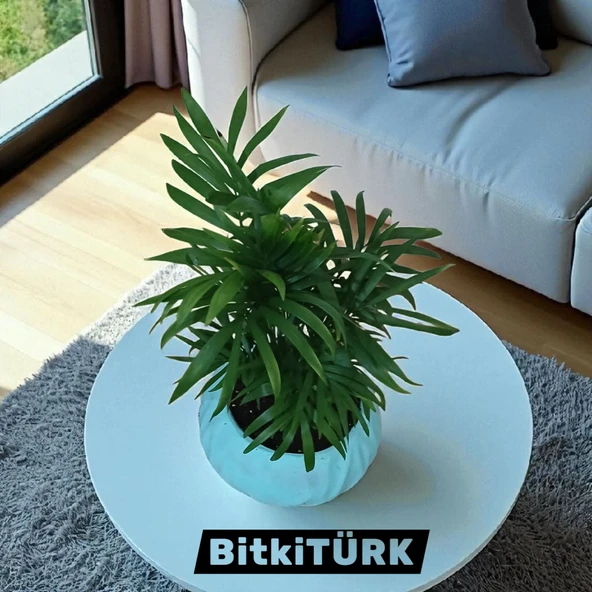 BitkiTÜRK-Beton Saksıda AREKA - Resim 2