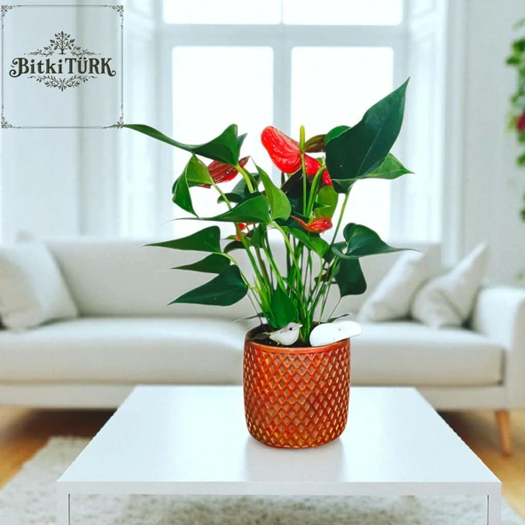 BitkiTÜRK-Beton saksıda ANTORYUM ofis salon iç mekan ürün görseli 1