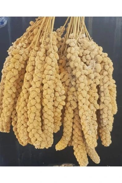 Kuşlar İçin Ak Dal Darı 500 GR - Resim 2
