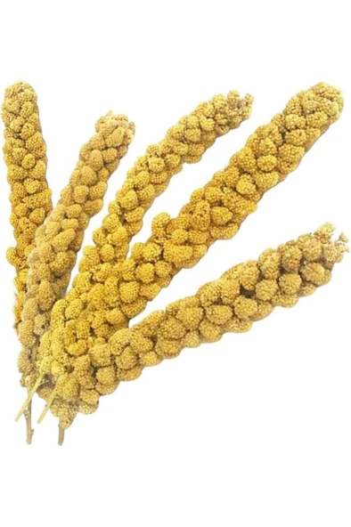 Kuşlar İçin Ak Dal Darı 500 GR ürün görseli 1